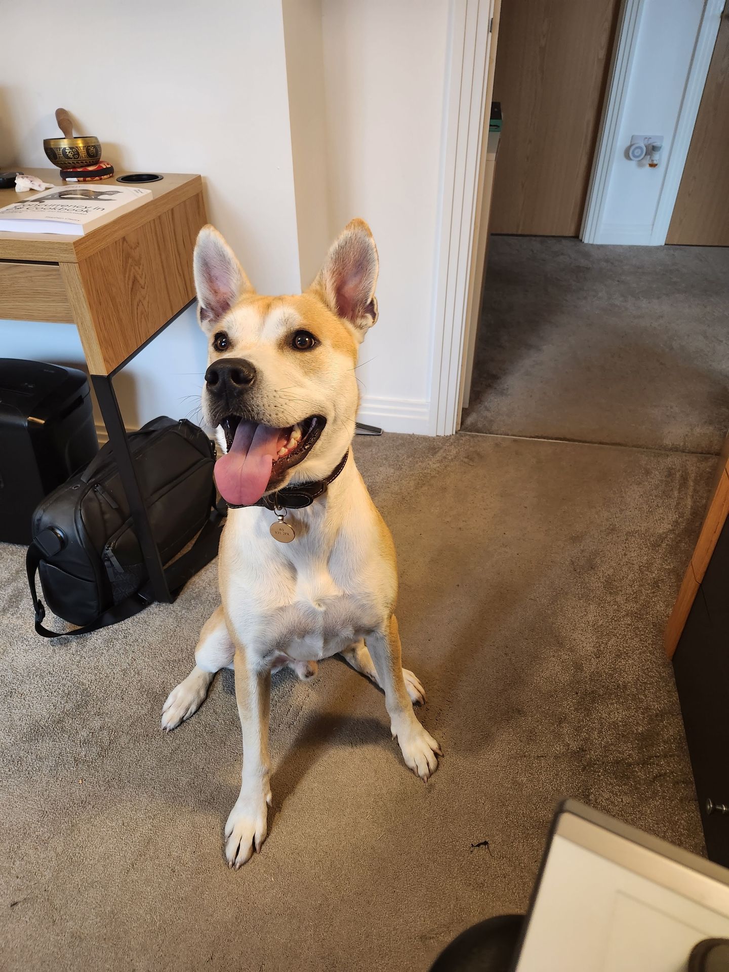 Loki happy smile indoors